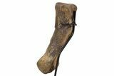 Hadrosaur (Brachylophosaurus?) Metatarsal with Stand - Montana #304825-3